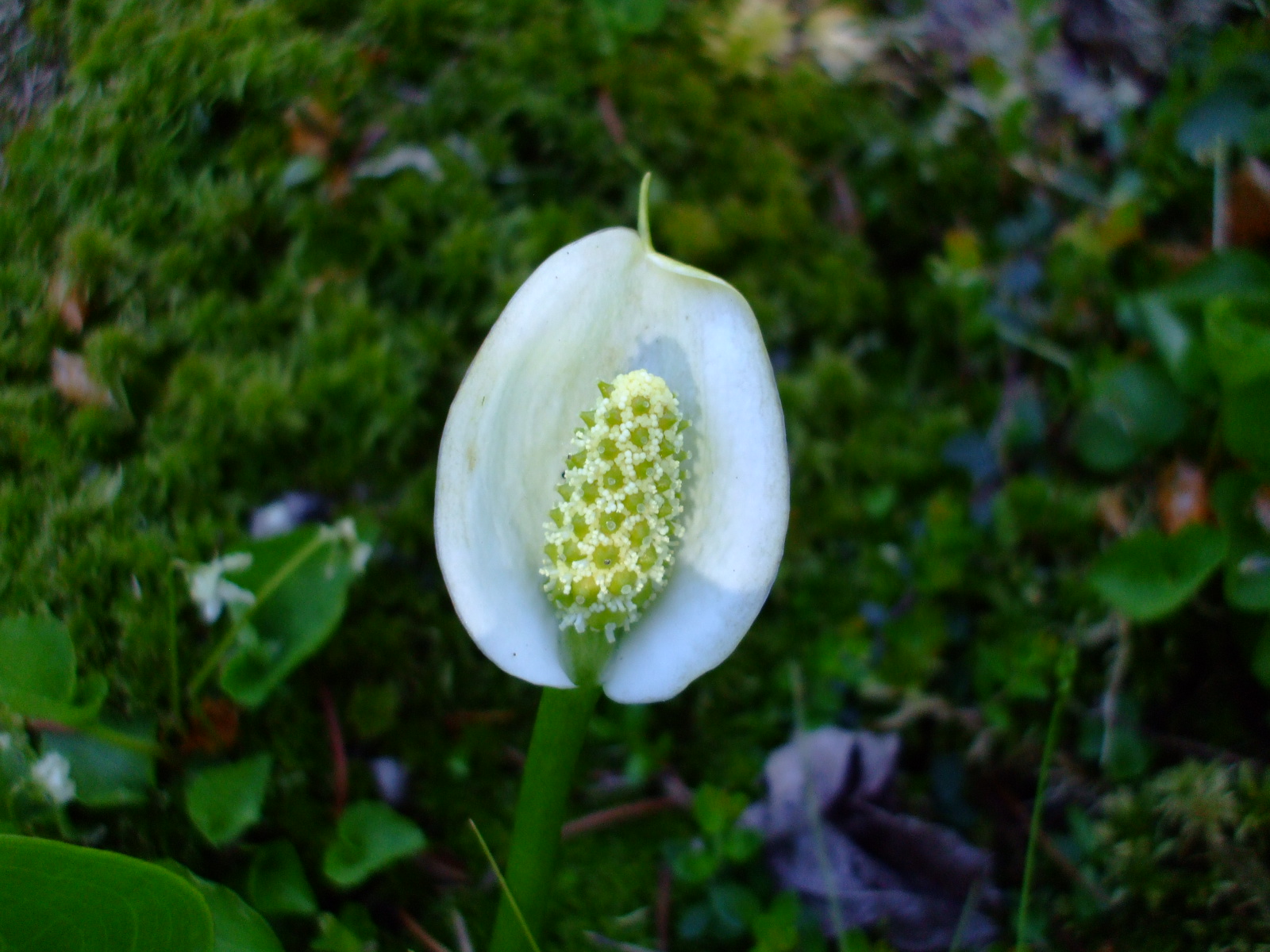Calla palustris